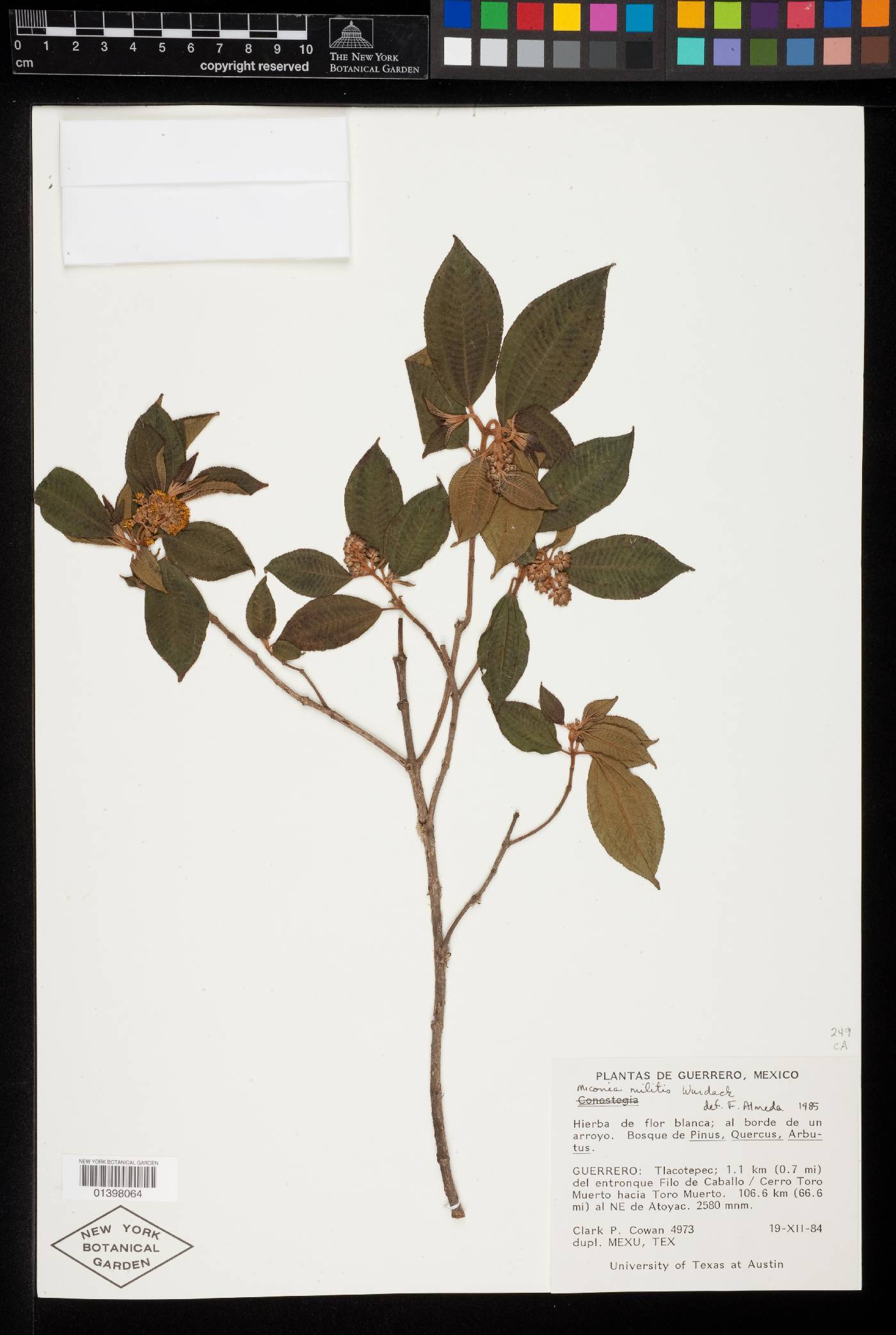 Miconia militis image