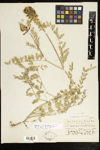 Astragalus canadensis image