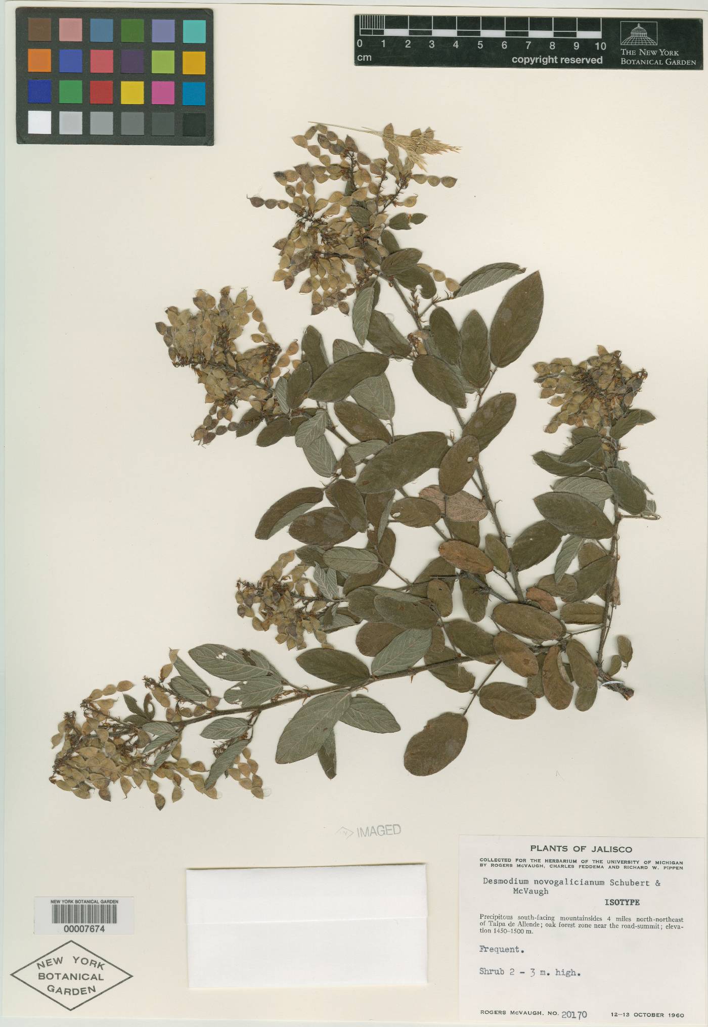 Desmodium novogalicianum image