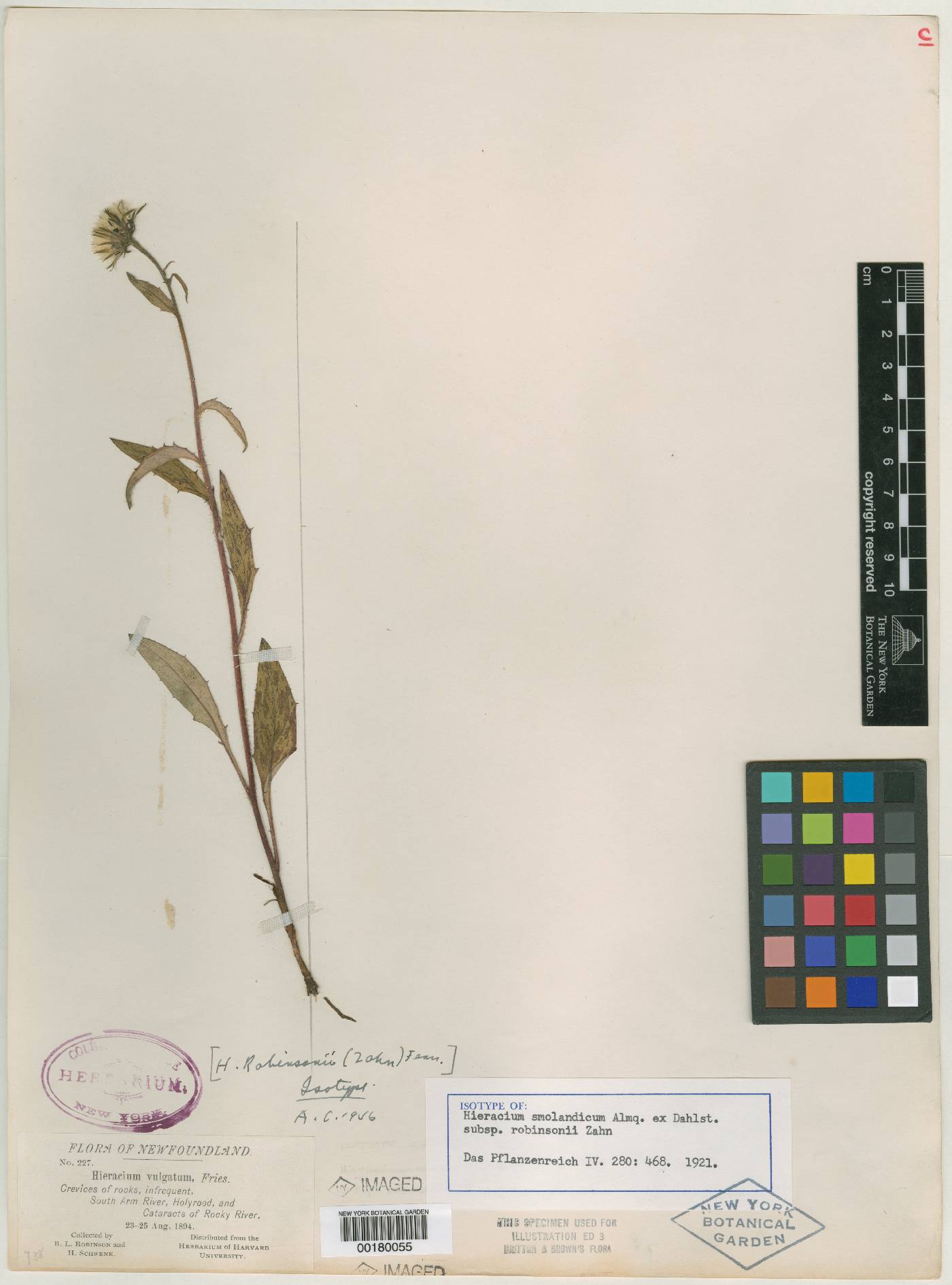 Hieracium robinsonii image