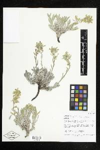 Cryptantha fulvocanescens image