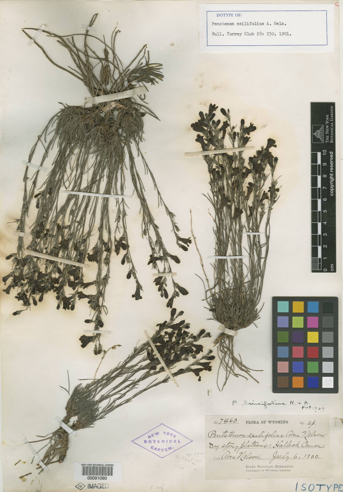 Penstemon laricifolius subsp. exilifolius image