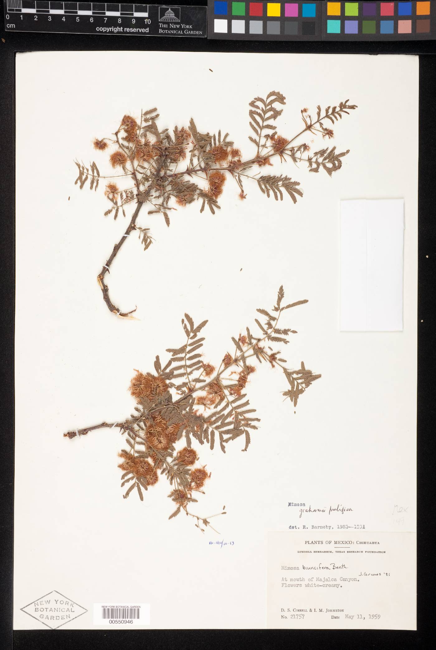 Mimosa grahamii var. prolifica image