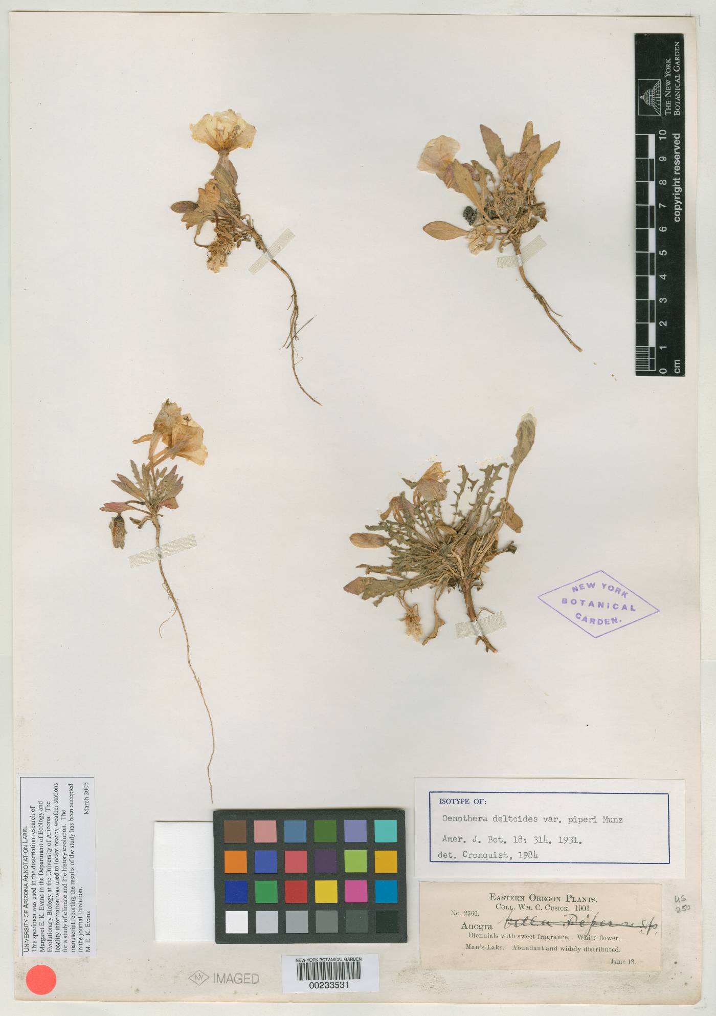 Oenothera deltoides subsp. piperi image