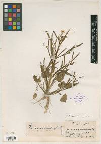 Ranunculus mississippiensis image