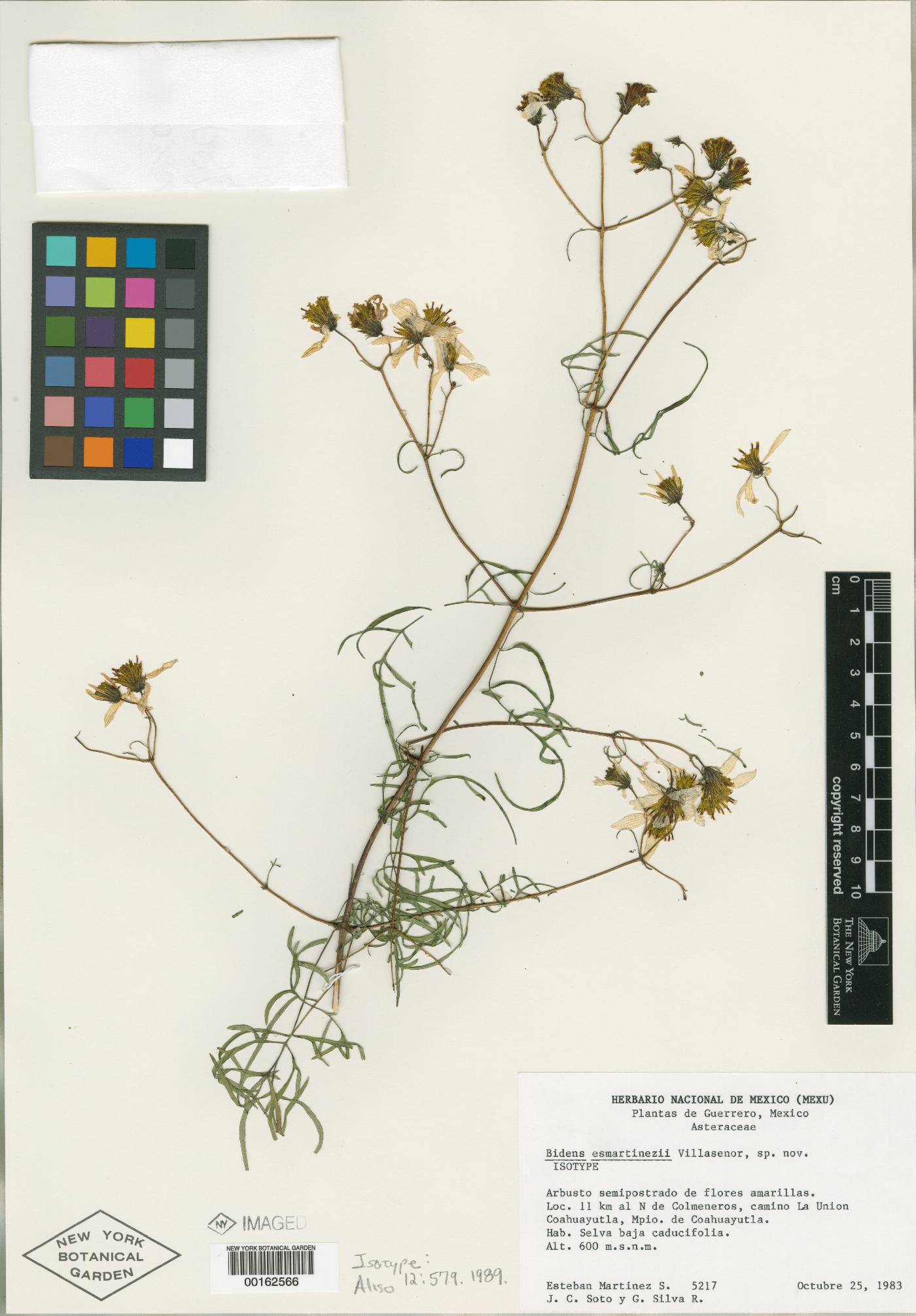 Bidens esmartinezii image