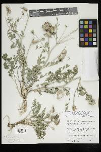 Astragalus cimae image