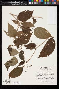 Media resource of Clidemia submontana