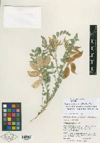Astragalus oophorus var. wilkenii image
