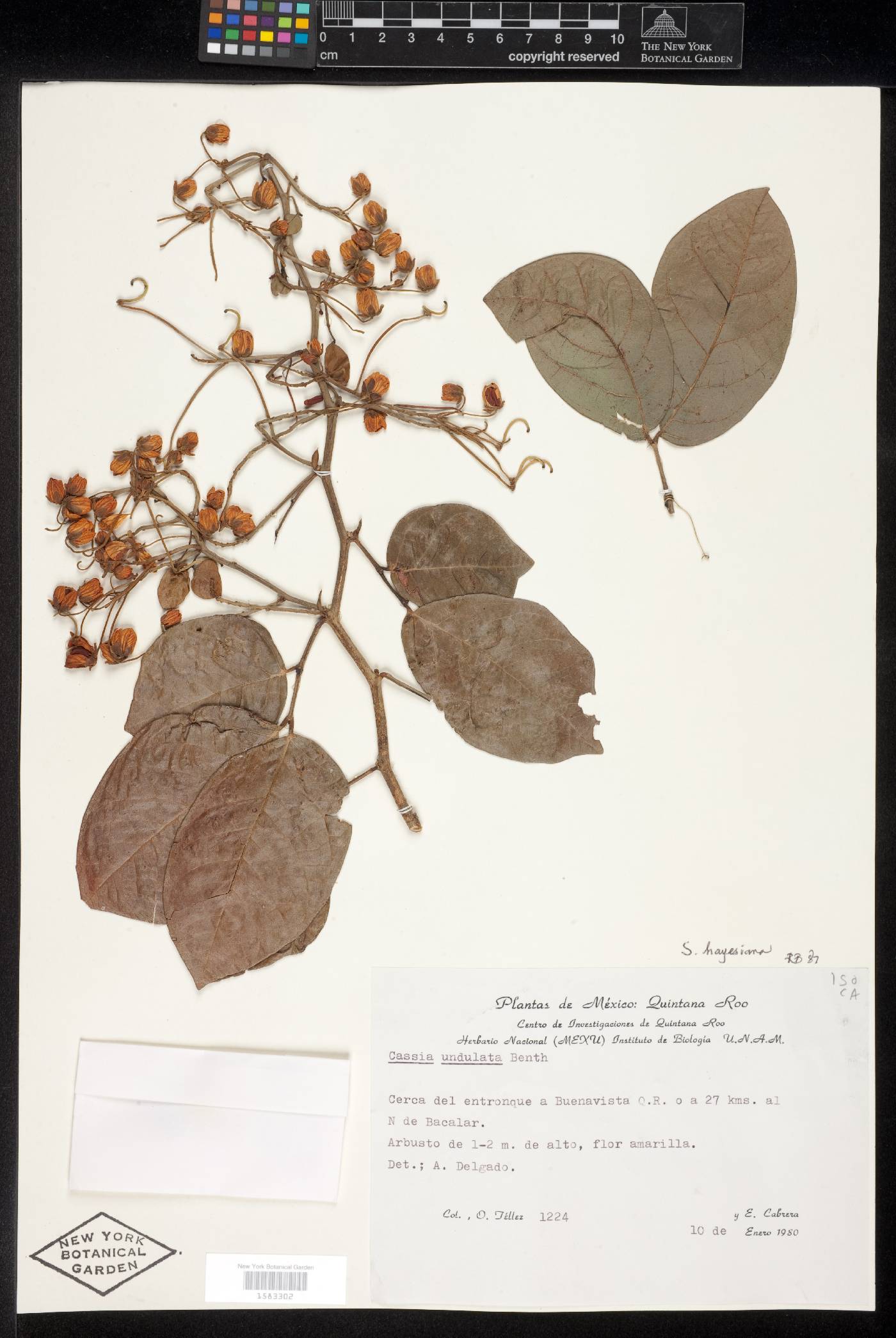 Senna hayesiana image