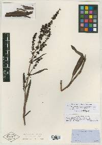 Rumex californicus image