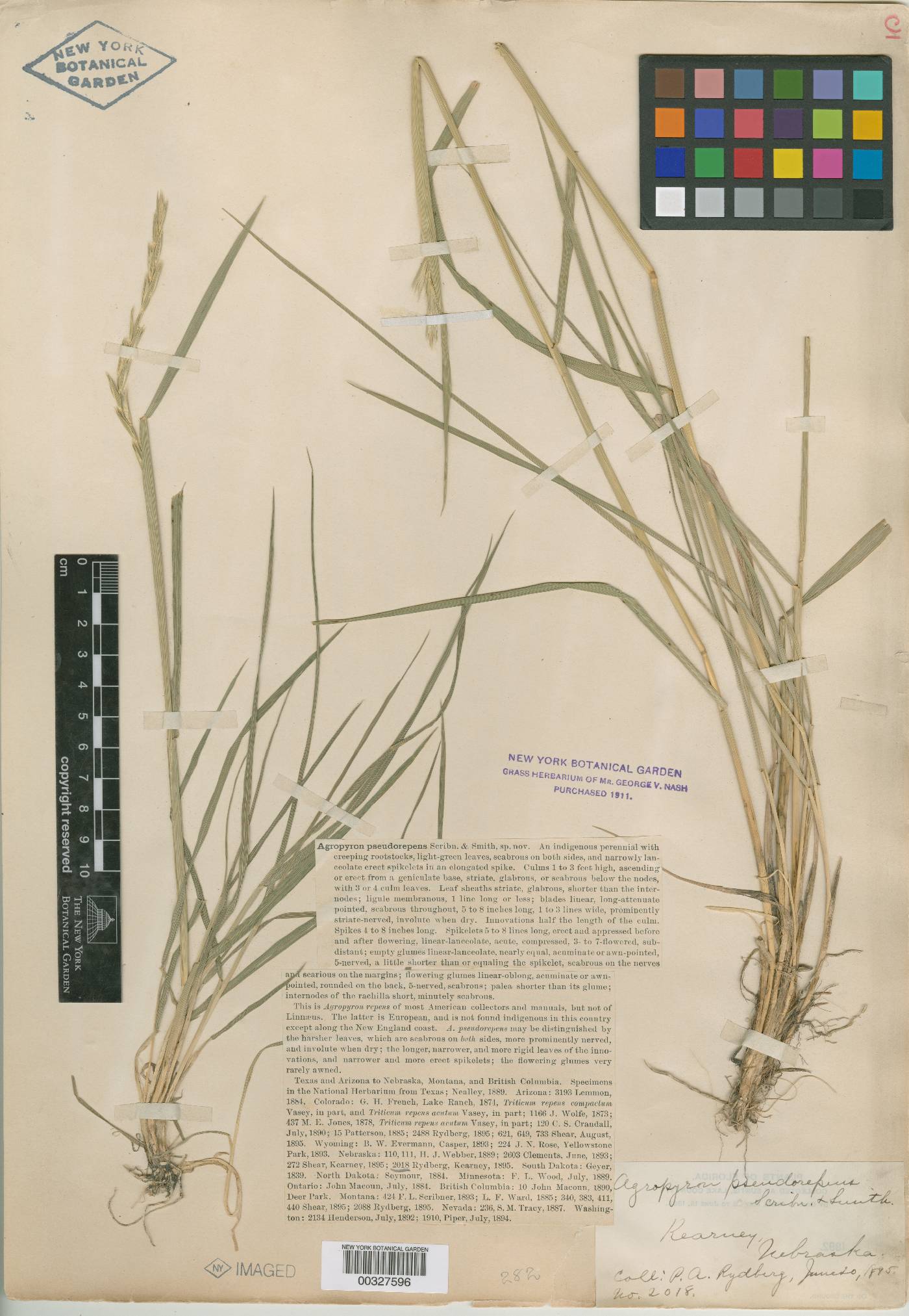 Elymus x pseudorepens image