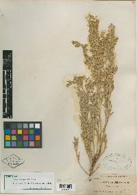 Artemisia parishii image