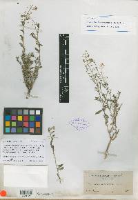 Sphaerocardamum stellatum image