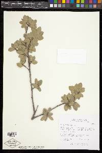 Quercus grisea image