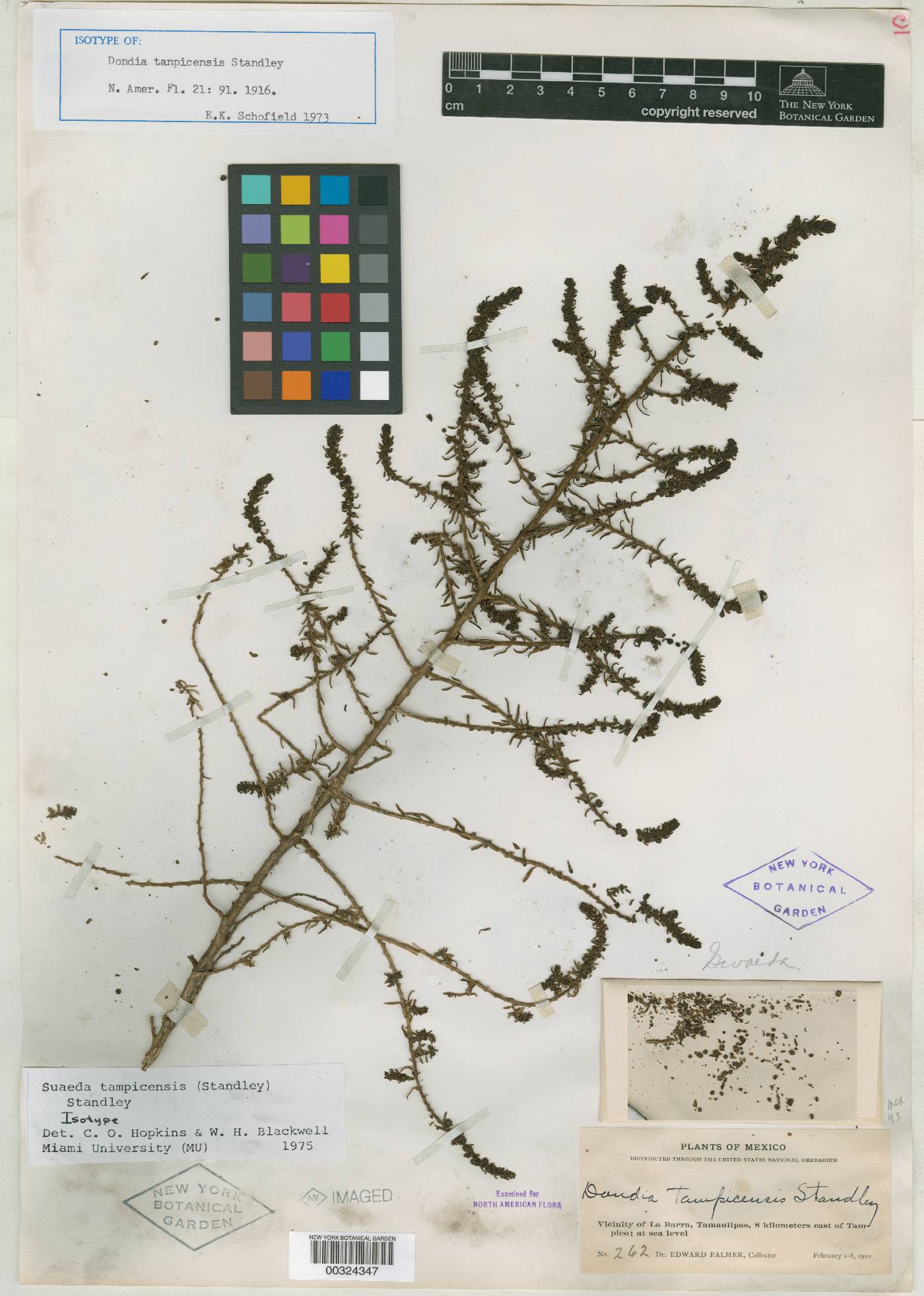 Suaeda tampicensis image