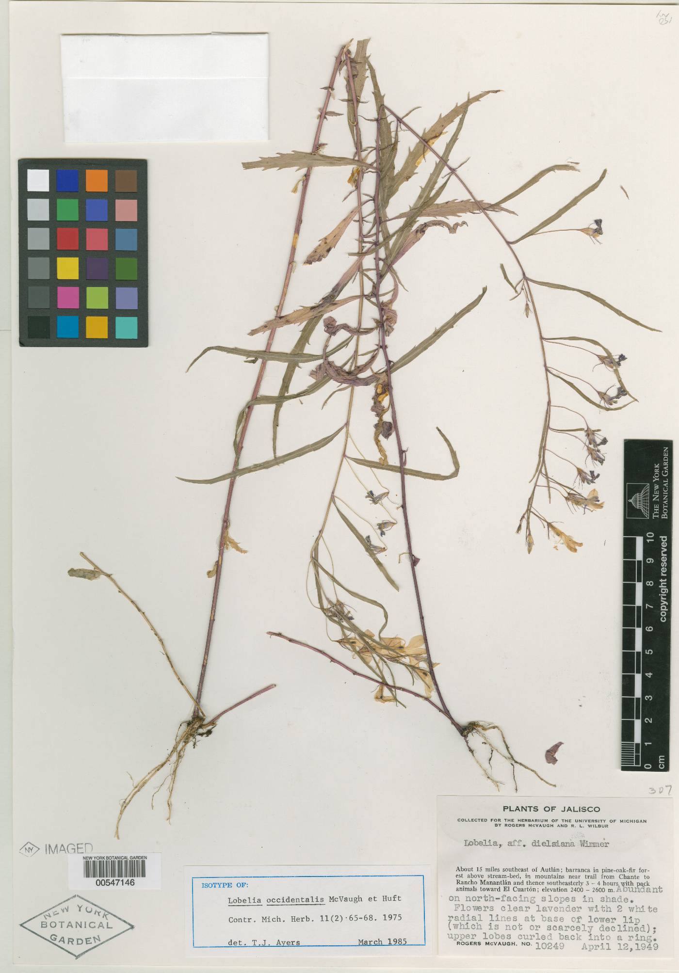 Lobelia occidentalis image