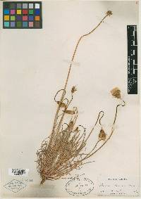 Microseris attenuata image