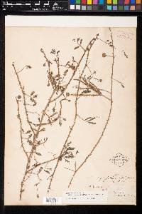 Mimosa quadrivalvis var. quadrivalvis image