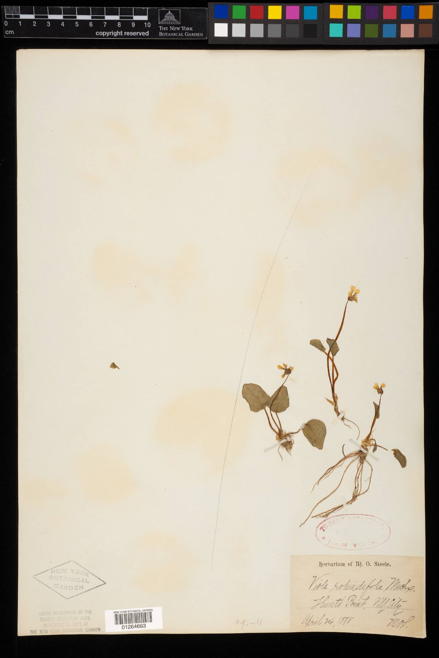 Viola rotundifolia image