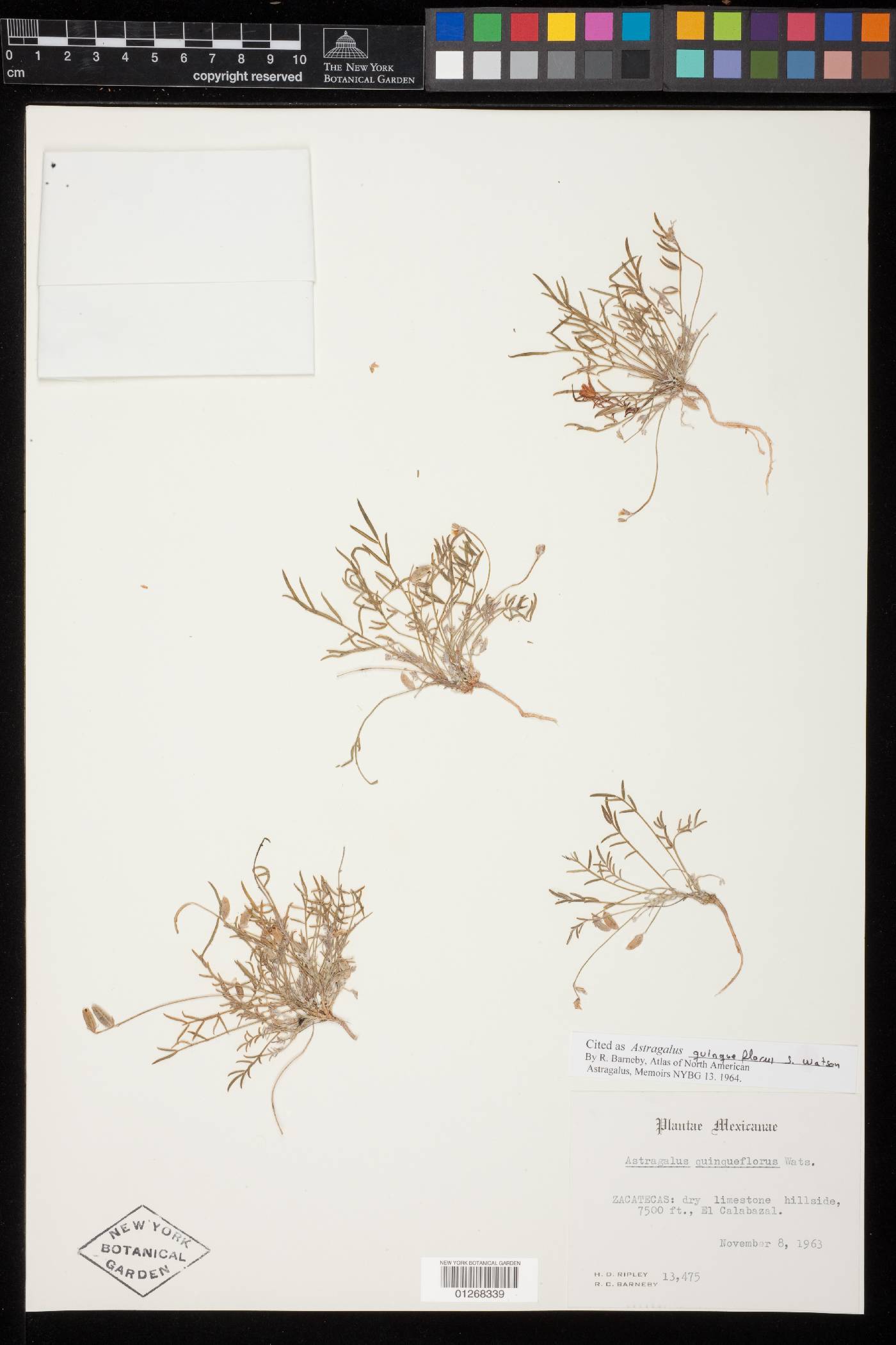 Astragalus quinqueflorus image