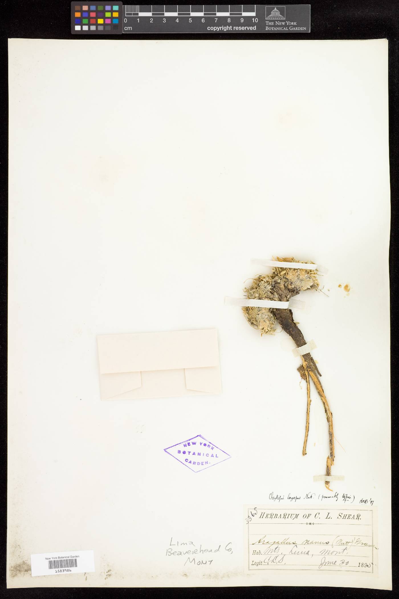 Oxytropis lagopus var. lagopus image
