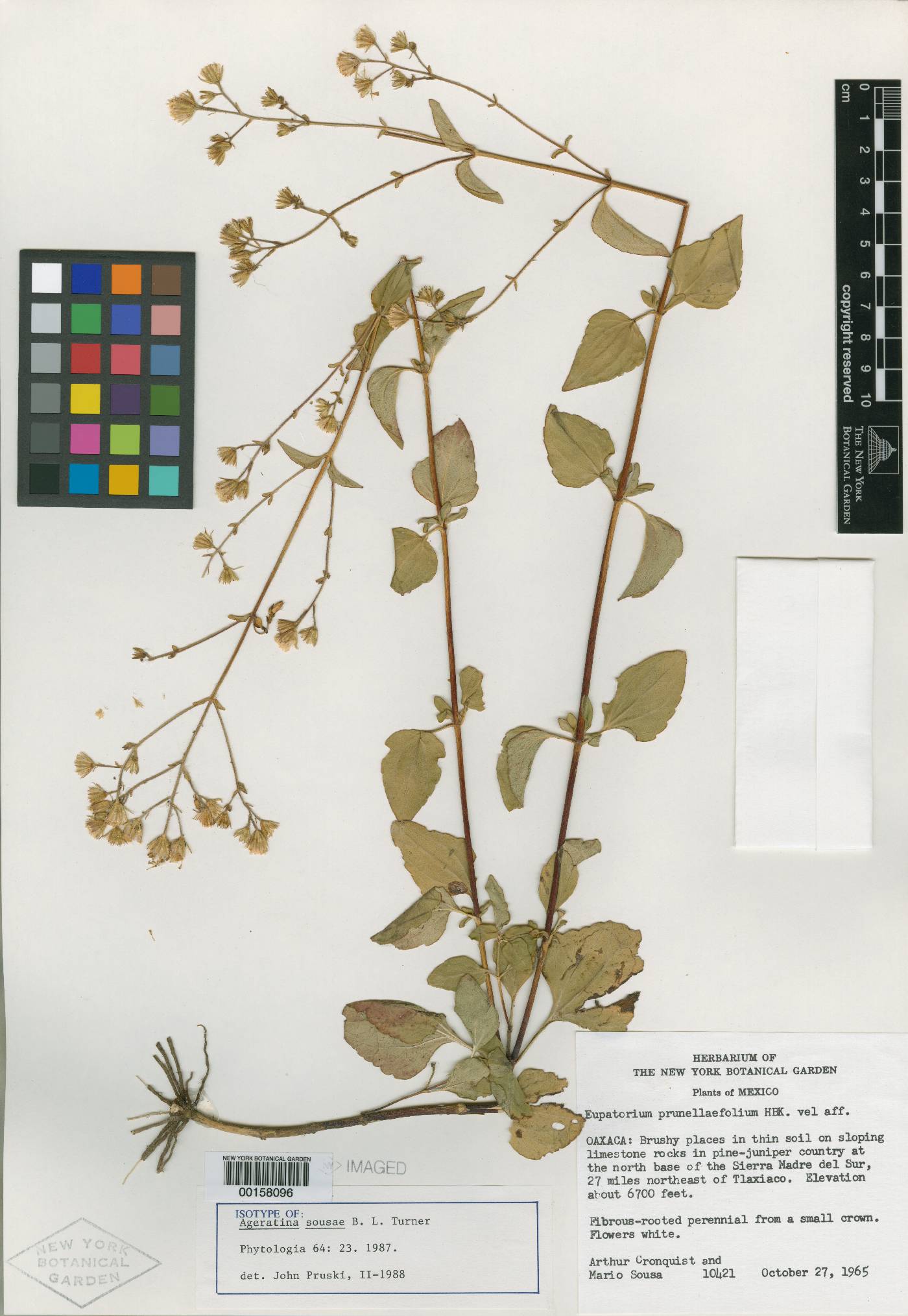 Ageratina sousae image