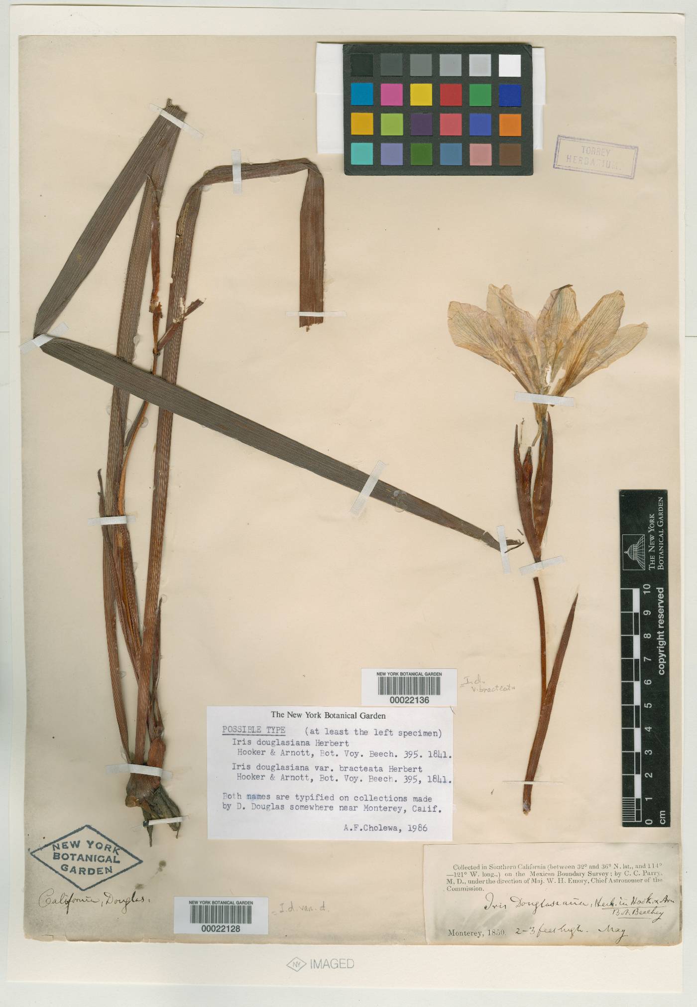 Iris douglasiana var. douglasiana image