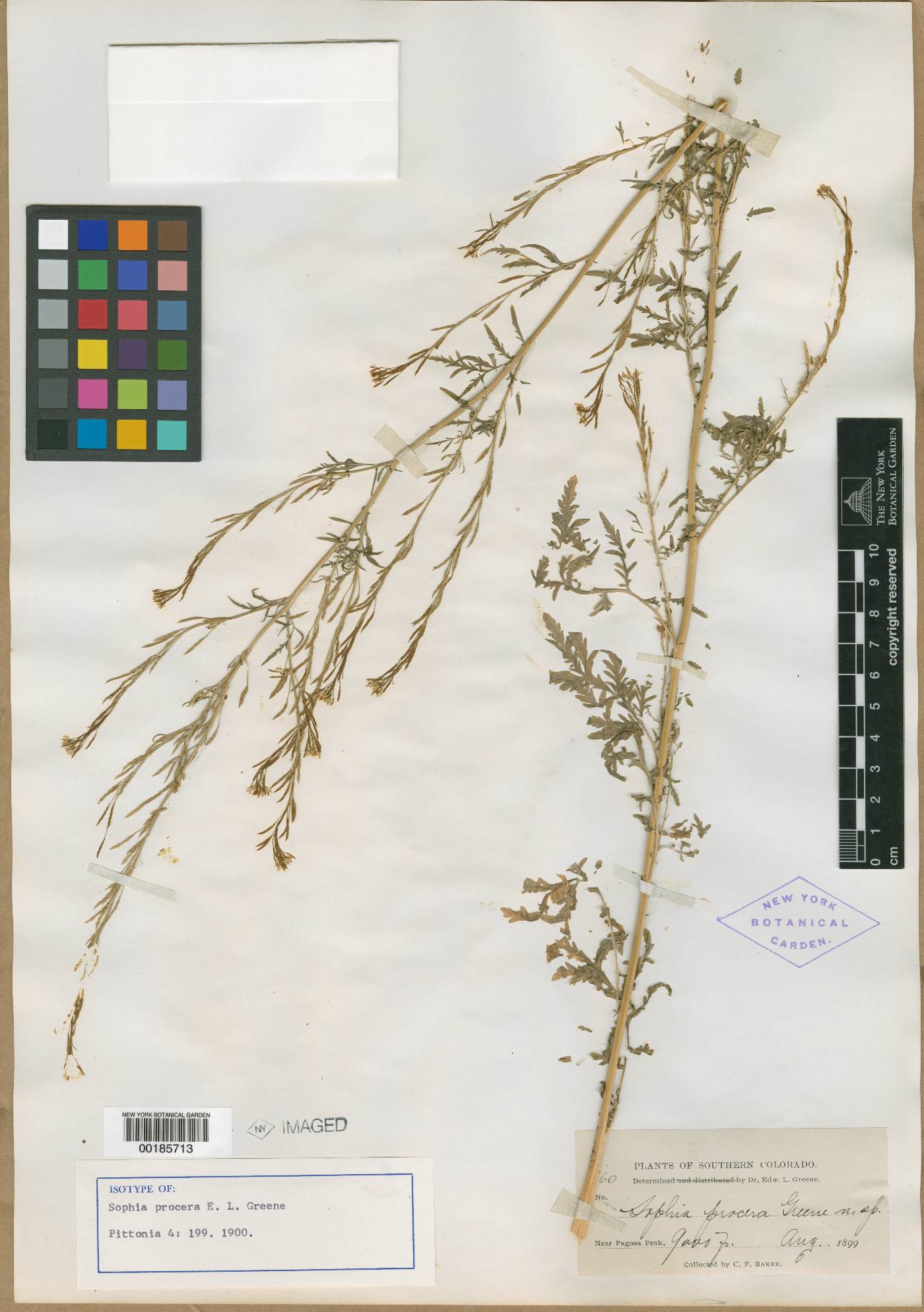 Sophia procera image