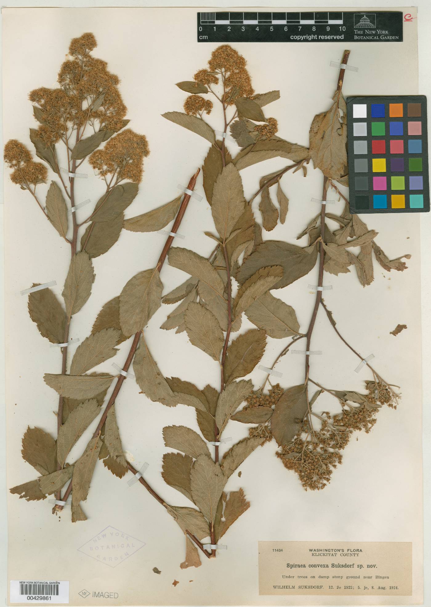 Spiraea convexa image