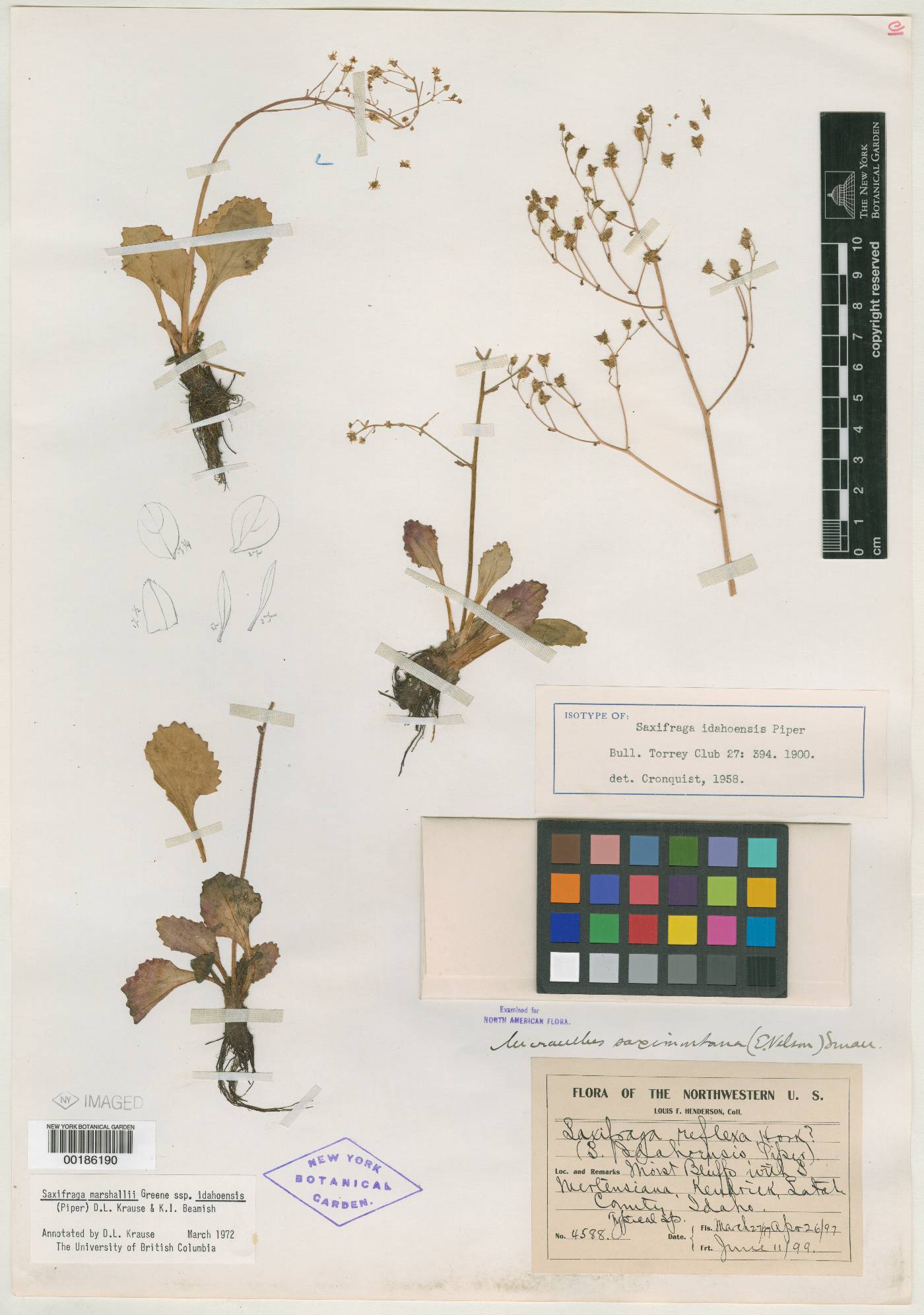 Saxifraga idahoensis image