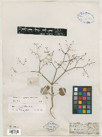 Eriogonum brachypodum image