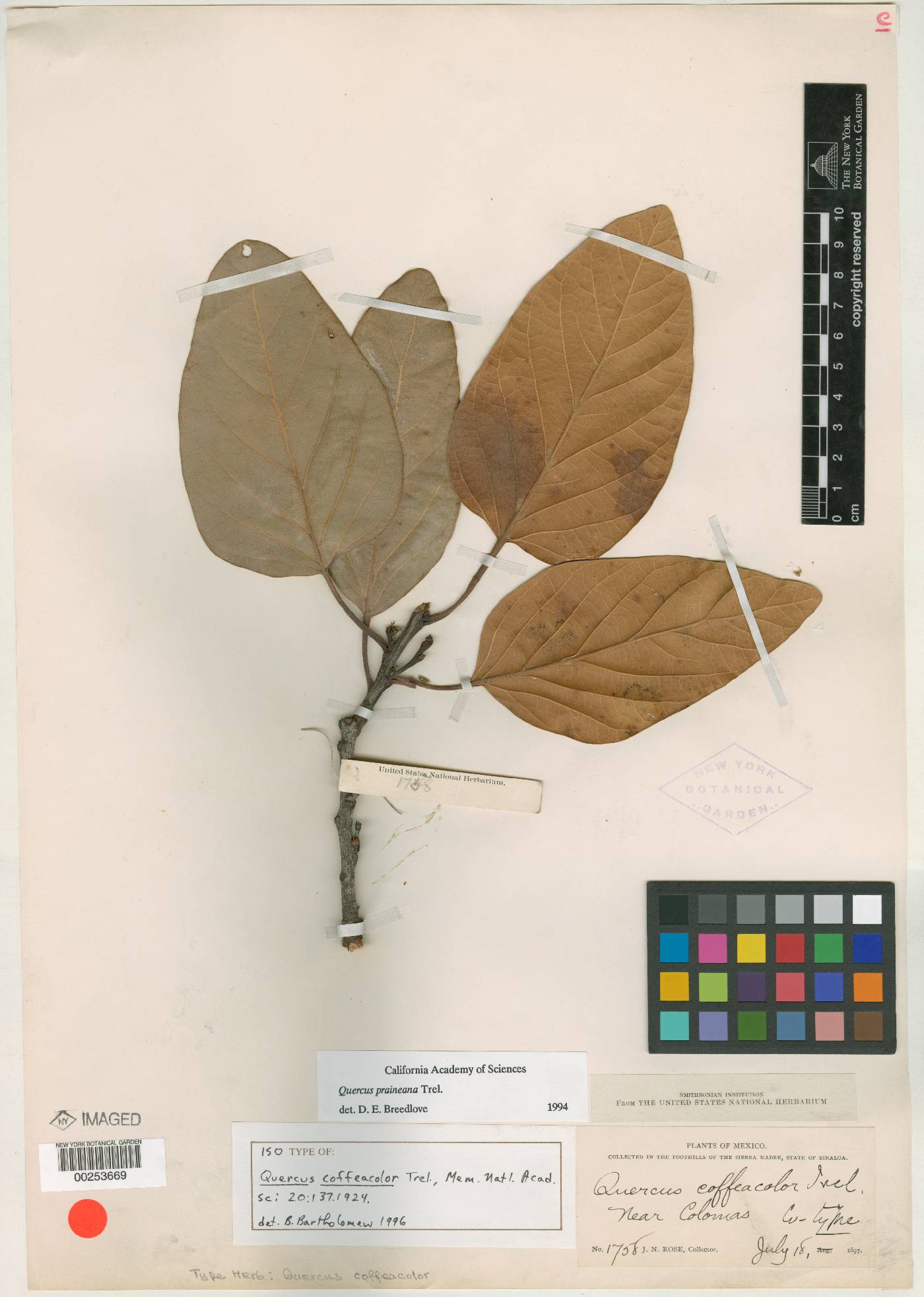 Quercus coffeicolor image