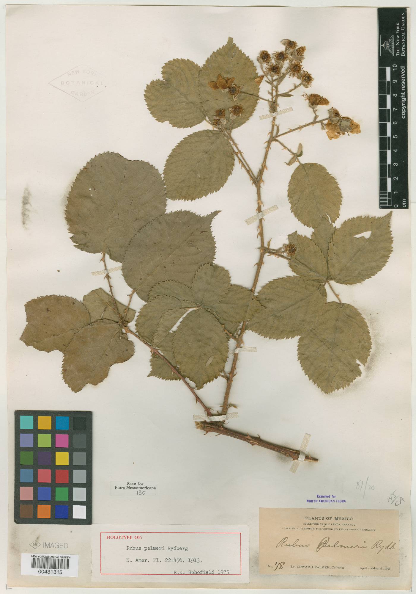 Rubus palmeri image