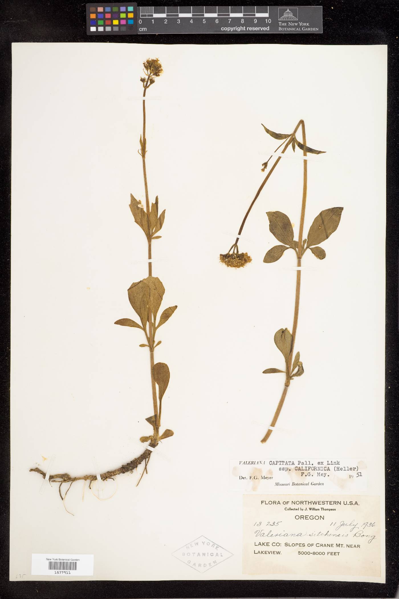 Valeriana acutiloba var. glabra image