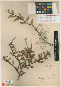 Quercus succulenta image