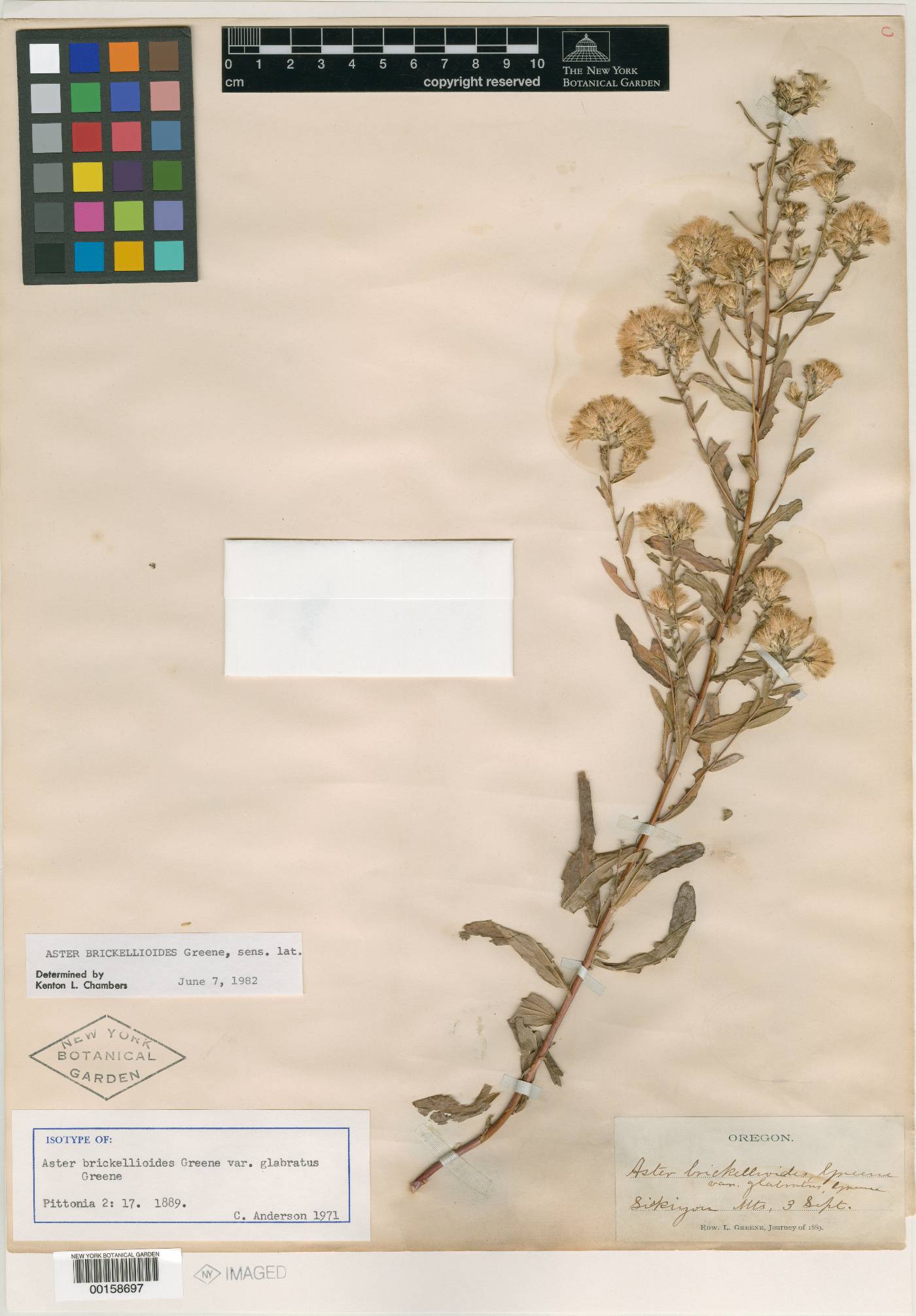 Aster brickellioides image