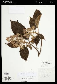 Miconia liebmannii image