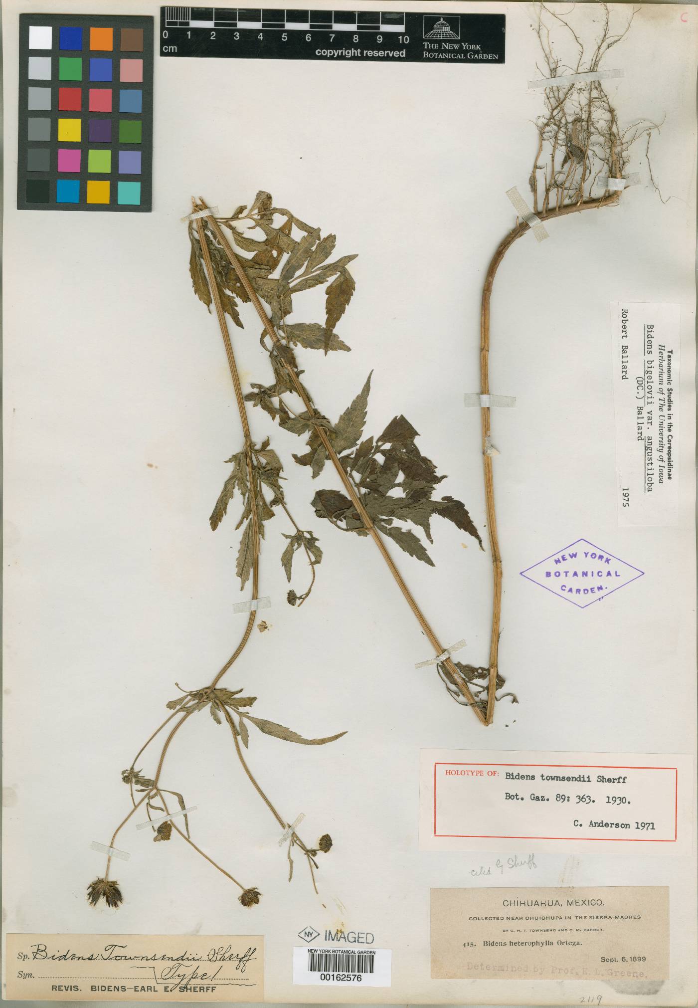 Bidens townsendii image