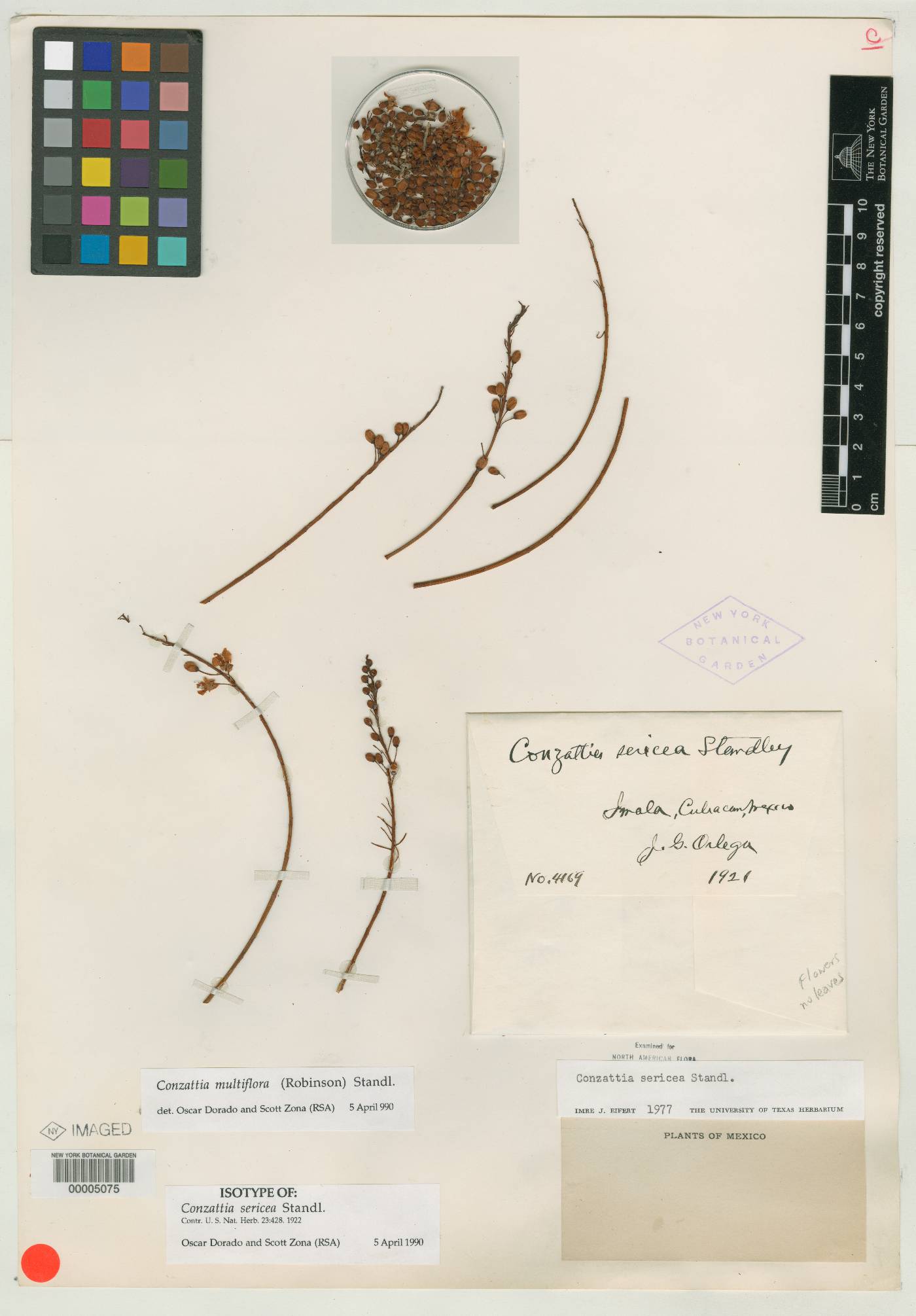 Conzattia multiflora image