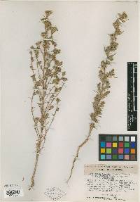 Calycadenia hispida subsp. reducta image