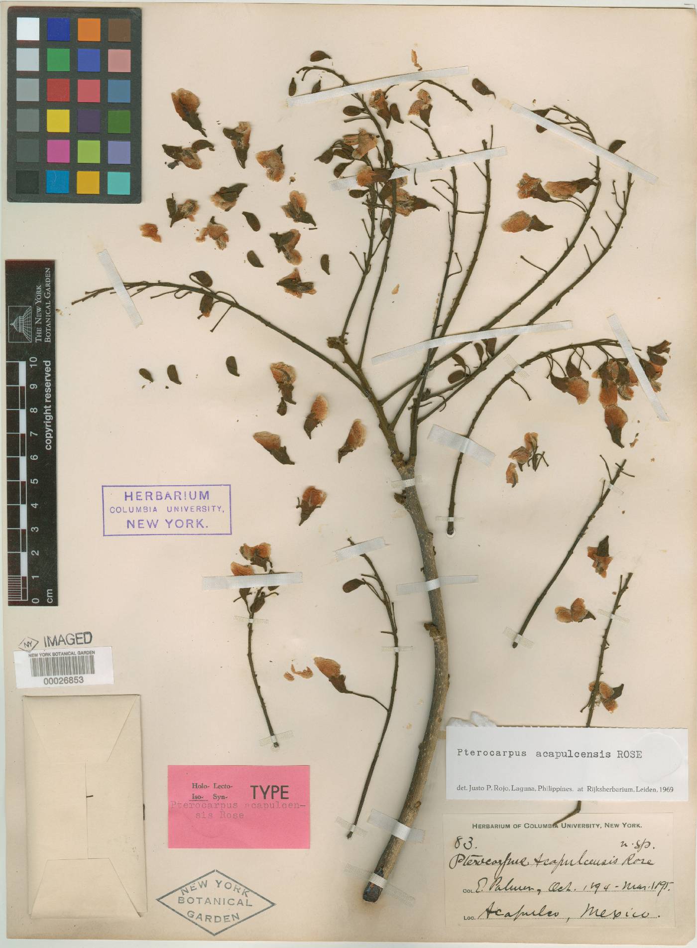 Pterocarpus acapulcensis image