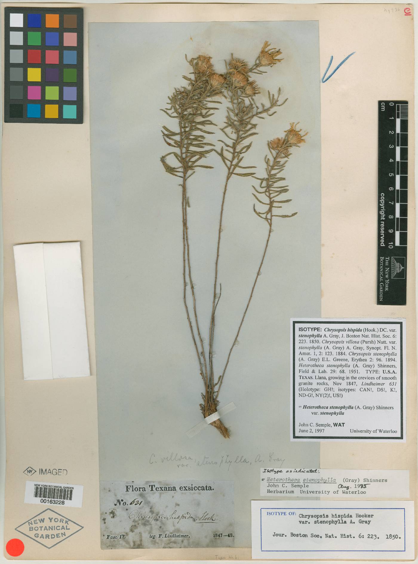 Chrysopsis stenophylla image