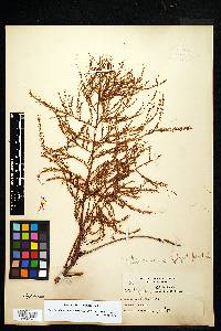 Taxodium distichum var. imbricarium image