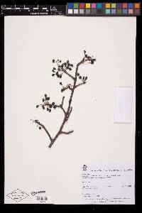 Bursera laurihuertae image