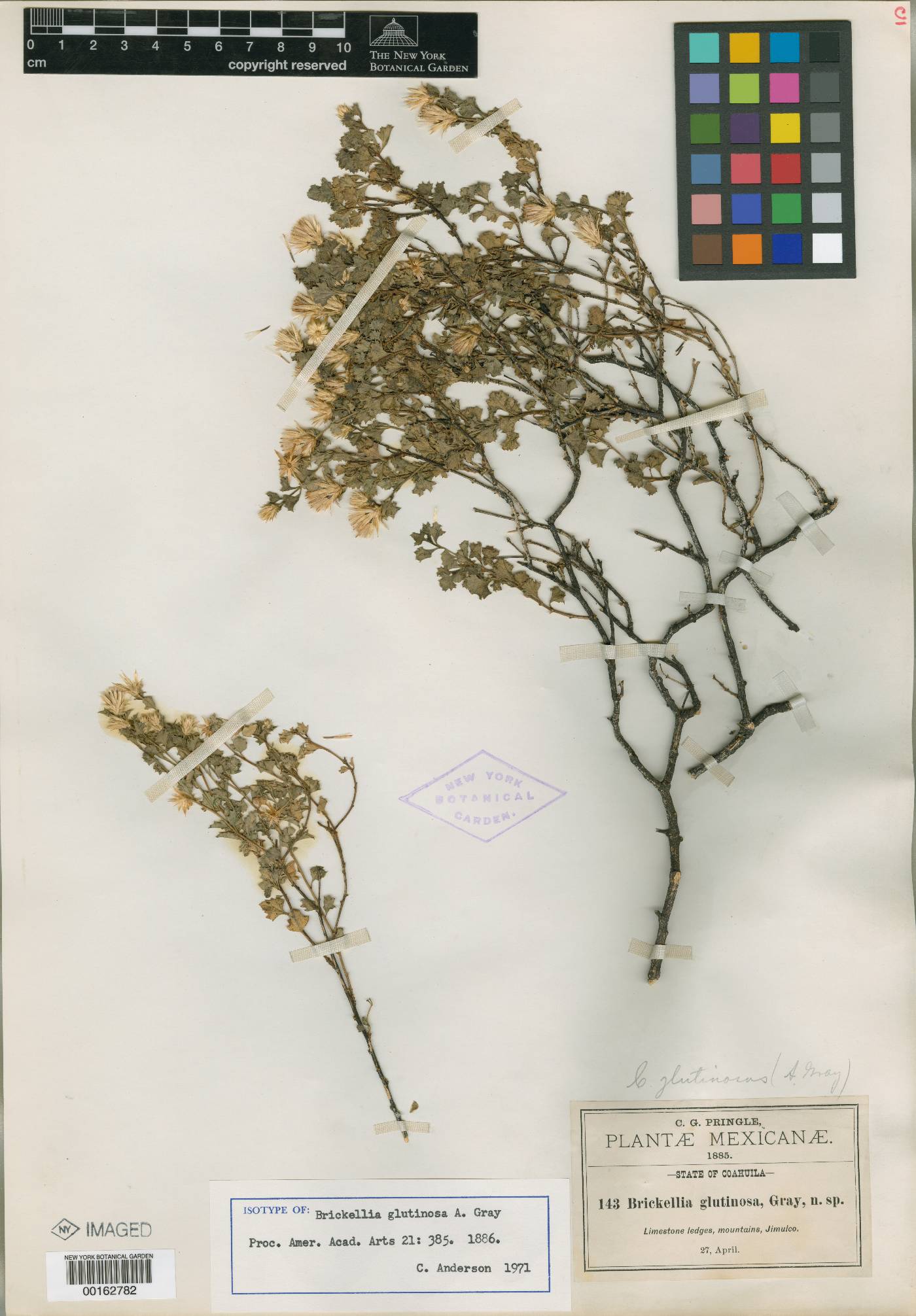 Brickellia glutinosa image