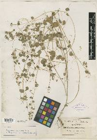Euphorbia calcicola image