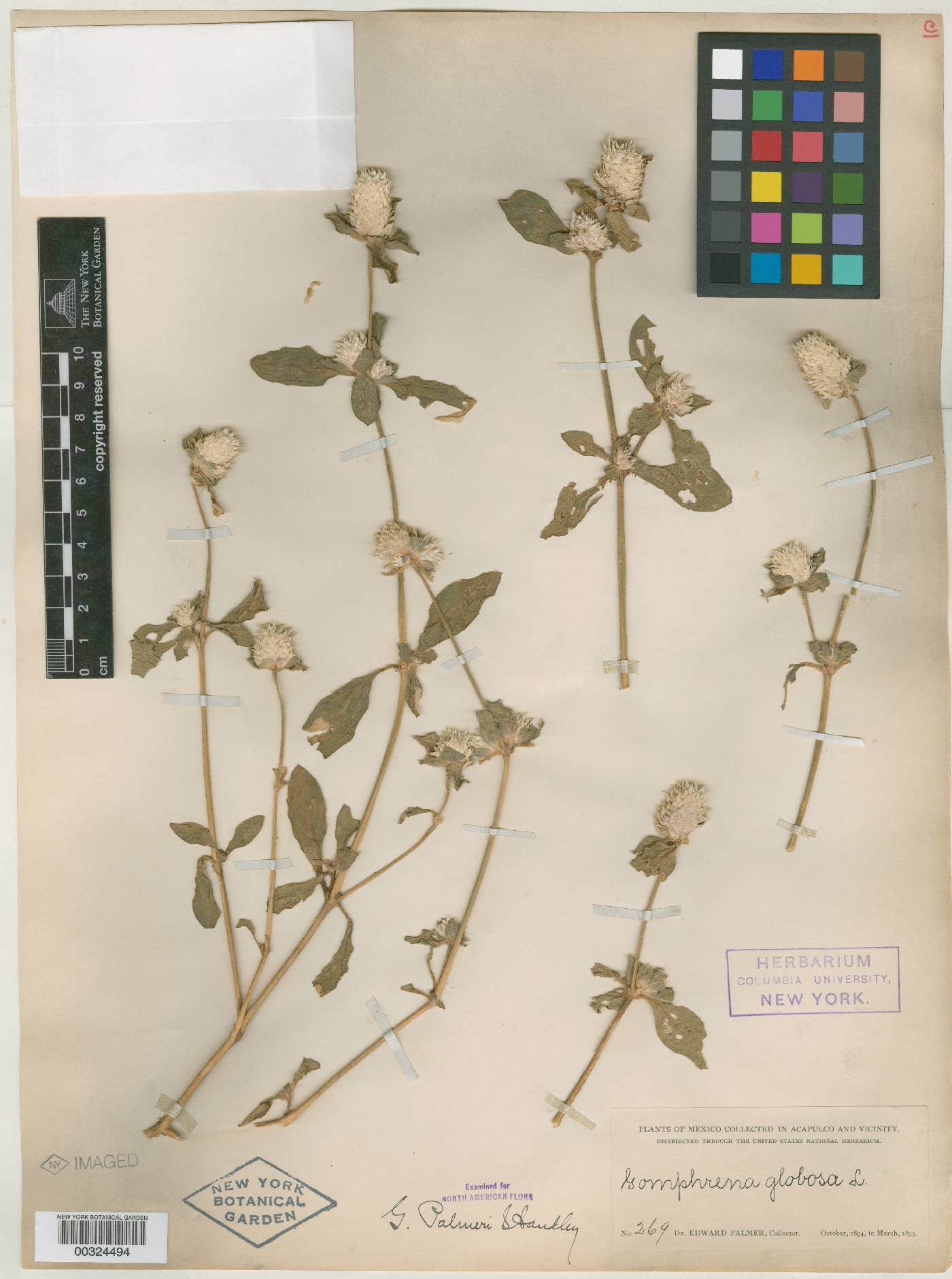 Gomphrena filaginoides image