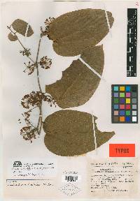 Smilax subpubescens image