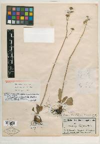 Image of Micranthes bidens
